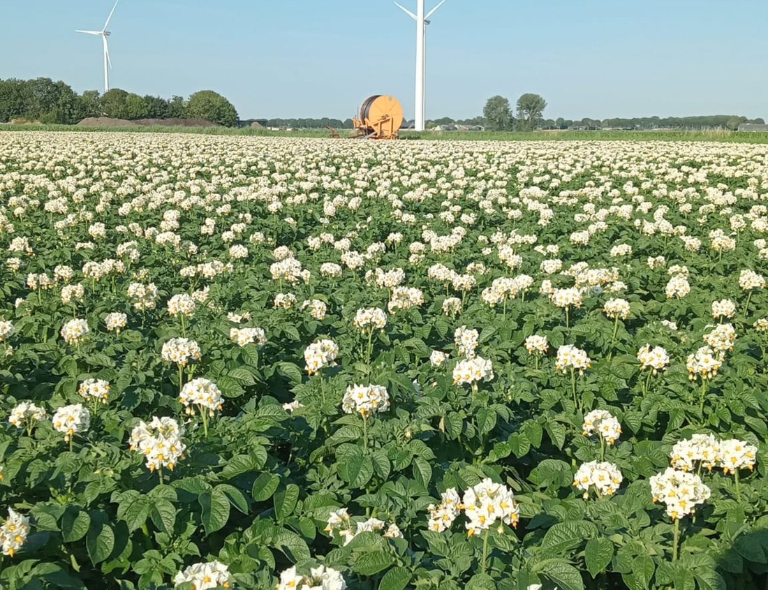 Bloeiend aardappelveld tijdens het groeiseizoen, windmolens op de achtergrond