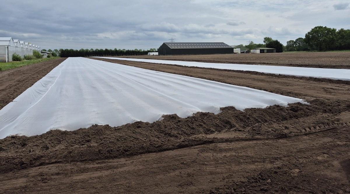 Rijen met vliesdoek voor de teelt van hoogwaardig uitgangsmateriaal en miniknollen